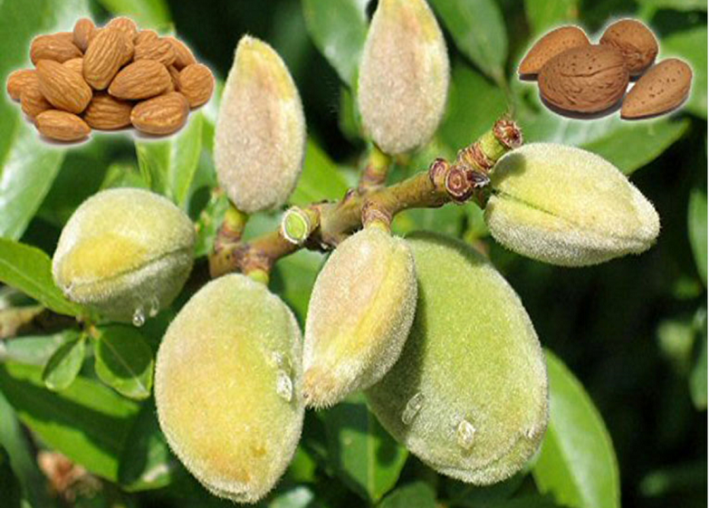 هر آنچه درباره روغن بادام باید بدانیم